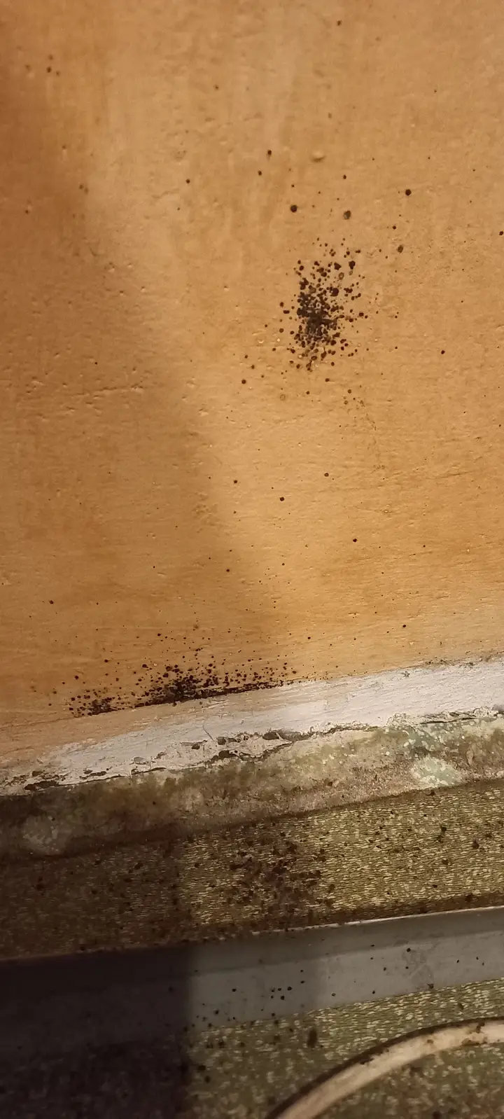 Ślady bytowania owadów na elewacji przy gruncie — Venator Pestis, usługi DDD Kraków i Małopolska