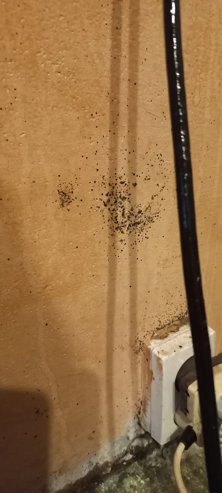 Aktywność owadów przy przepuście instalacyjnym — Venator Pestis, usługi DDD Kraków i Małopolska