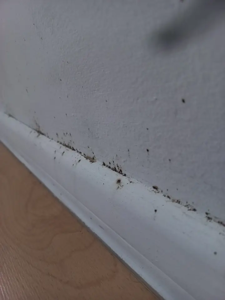 Ślady owadów przy listwie przypodłogowej — Venator Pestis, usługi DDD Kraków i Małopolska