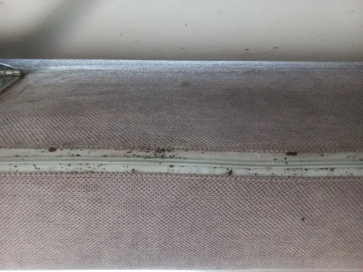 Kontrola miejsca bytowania pluskiew — Venator Pestis, usługi DDD Kraków i Małopolska