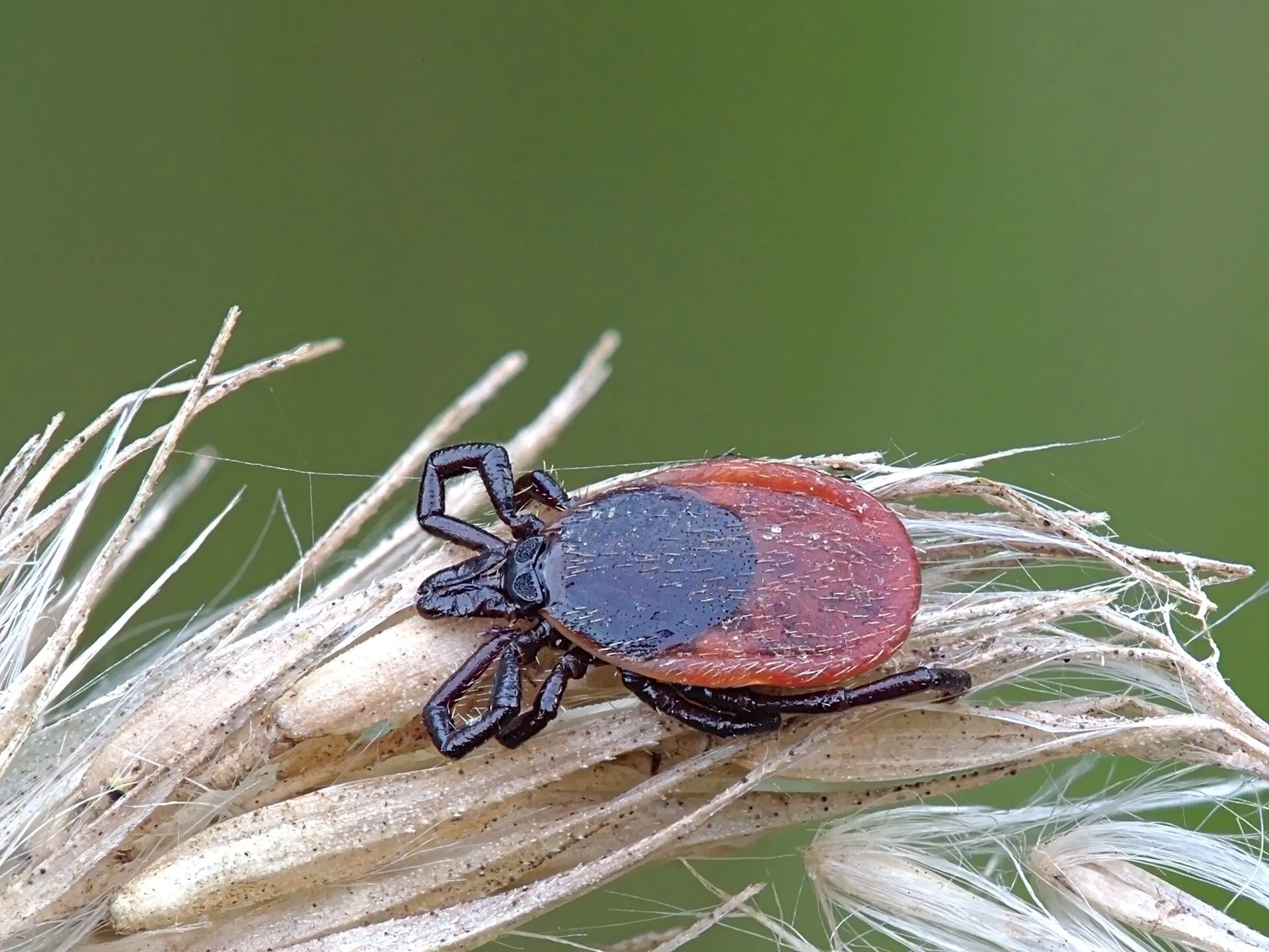 Samica kleszcza pospolitego Ixodes ricinus z czerwonobrązowym odwłokiem na suchym źdźble trawy