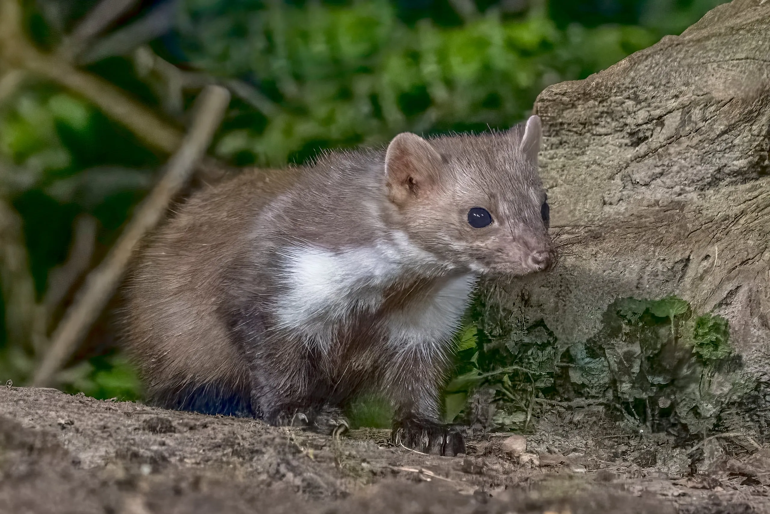 Kuna domowa Martes foina z charakterystyczną białą plamą na gardle, przy zwalonym pniu