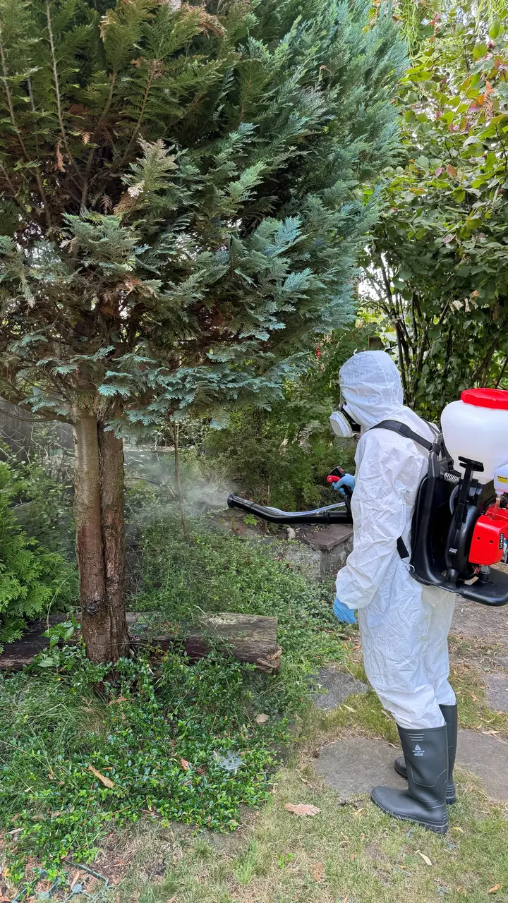 Oprysk iglaka opryskiwaczem plecakowym — Venator Pestis, usługi DDD Kraków i Małopolska