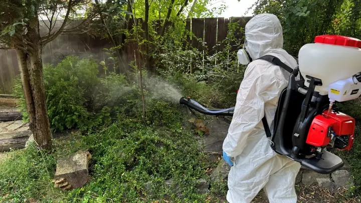 Oprysk krzewów z widoczną mgłą preparatu — Venator Pestis, usługi DDD Kraków i Małopolska